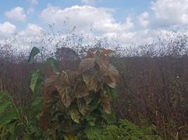  Grundstück zu verkaufen in Othon P Blanco, Quintana Roo, Othon P Blanco