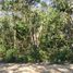  Terrain for rent in Othon P Blanco, Quintana Roo, Othon P Blanco