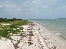  Grundstück zu verkaufen in Celestun, Yucatan, Celestun