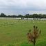  Land for sale in Changuinola Bocas Del Toro, Guabito, Changuinola, Bocas Del Toro