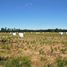  Land for sale in Los Lagos, Rio Negro, Osorno, Los Lagos