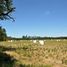  Land for sale in Los Lagos, Rio Negro, Osorno, Los Lagos