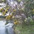  Land for sale in Chile, Chillan, Diguillin, Nuble, Chile