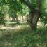  Terreno (Parcela) en venta en Alhue, Melipilla, Alhue