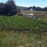  Land for sale in Chile, Castro, Chiloe, Los Lagos, Chile