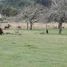  Land for sale in Chile, Los Muermos, Llanquihue, Los Lagos, Chile