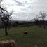  Land for sale in Chile, Los Muermos, Llanquihue, Los Lagos, Chile