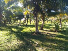  Grundstück zu verkaufen in Othon P Blanco, Quintana Roo, Othon P Blanco