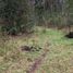  Land for sale in Araucania, Pucon, Cautin, Araucania