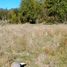  Land for sale in Chile, Villarrica, Cautin, Araucania, Chile