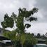  Grundstück zu verkaufen in Yautepec, Morelos, Yautepec