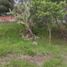  Land for sale in Panotla, Tlaxcala, Panotla