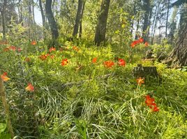  Land for sale in Chile, Chillan, Diguillin, Nuble, Chile