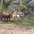  Land for sale in Coquimatlan, Colima, Coquimatlan