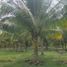  Land for sale in Coquimatlan, Colima, Coquimatlan