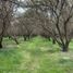  Land for sale in Chile, Curacavi, Melipilla, Santiago, Chile