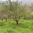  Land for sale in Chile, Curacavi, Melipilla, Santiago, Chile