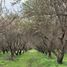  Land for sale in Chile, Curacavi, Melipilla, Santiago, Chile