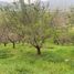  Land for sale in Chile, Curacavi, Melipilla, Santiago, Chile