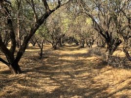  Land for sale in Chile, Curacavi, Melipilla, Santiago, Chile
