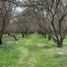  Land for sale in Chile, Curacavi, Melipilla, Santiago, Chile