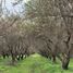  Land for sale in Chile, Curacavi, Melipilla, Santiago, Chile