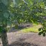  Land for sale in Valparaiso, La Cruz, Quillota, Valparaiso