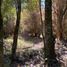  Land for sale in Los Rios, Lago Ranco, Ranco, Los Rios