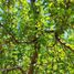  Land for sale in Chile, Lampa, Chacabuco, Santiago, Chile