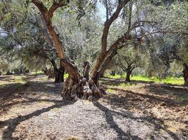  Land for sale in Chile, Lampa, Chacabuco, Santiago, Chile