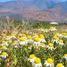  Land for sale in Chile, Lampa, Chacabuco, Santiago, Chile