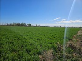  Land for sale in Lavalle, Mendoza, Lavalle