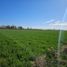  Land for sale in Lavalle, Mendoza, Lavalle