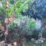 在墨西哥出租的 房产, Merida, Yucatan, 墨西哥