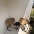 1 Schlafzimmer Appartement zu verkaufen in Cozumel, Quintana Roo, Cozumel