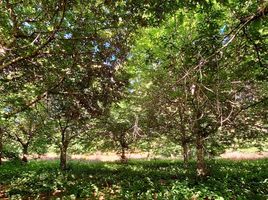  Land for sale in Los Rios, Mariquina, Valdivia, Los Rios