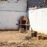 2 Schlafzimmer Haus zu verkaufen in Chihuahua, Chihuahua, Chihuahua, Chihuahua