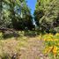  Terreno (Parcela) en venta en Chile, Villarrica, Cautín, Araucanía, Chile