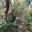  Grundstück zu verkaufen in Cuernavaca, Morelos, Cuernavaca