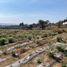  Terreno (Parcela) en venta en Totolapan, Morelos, Totolapan
