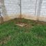 Terreno (Parcela) en venta en San Cristobal De Las Casas, Chiapas, San Cristobal De Las Casas, Chiapas