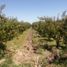  Land for sale in Chile, Las Cabras, Cachapoal, Libertador General Bernardo Ohiggins, Chile