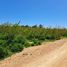  Land for sale in Chile, Las Cabras, Cachapoal, Libertador General Bernardo Ohiggins, Chile