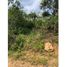  Land for sale in Dolega, Chiriqui, Potrerillos, Dolega