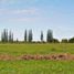  Land for sale in Junin, Buenos Aires, Junin