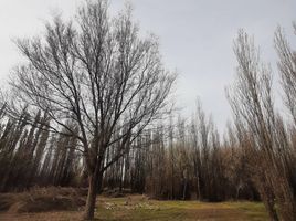  Land for sale in Confluencia, Neuquen, Confluencia