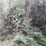  Land for sale in Chile, Paine, Maipo, Santiago, Chile