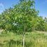  Land for sale in San Rafael, Mendoza, San Rafael, Mendoza