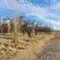  Land for sale in Confluencia, Neuquen, Confluencia