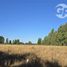  Terreno (Parcela) en venta en Biobío, Quillego, Biobío, Biobío